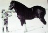 Ladbrook Invader 19.2 Hands The largest Horse in the World sold to the US .jpg