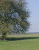 2_Same_Sutton_Park_Tree_2003.jpg