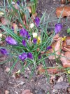 Crocus.jpg