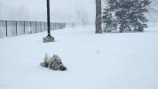 thumbnail (11).jpeg