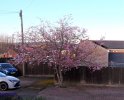 Cherry tree1.jpg