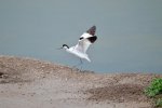 Avocet at Upton Warren.jpeg