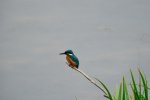 Kingfisher.jpeg