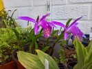 Pleione orchid.jpg