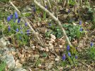 wild hyacinth.jpeg