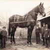 1912 A Cradley Heath chain making foundry had Englands largest horse Brought over from the Net...jpg