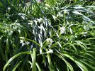 white blue bells2.jpg