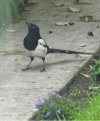 Magpie 2.jpg