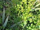 weedy1.jpg