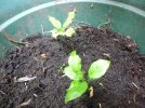 self seed.JPG