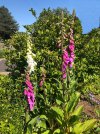 Foxgloves.jpg