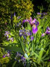 Garden-June-1.jpg