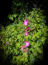 Garden-June-2.jpg