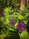 Garden-June-7.jpg
