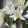 Lily candidum (Madonna lily).jpeg