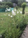 Madonna lily 2.jpeg