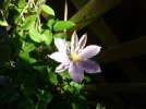 clematis.jpg