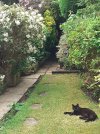 Garden and cat.jpg