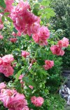 Roses Prolific 2.jpg