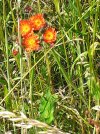 Orange Hawkweed.jpg