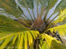 Cycas Revoluta.jpg