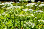 Hogweed-Heracleum-sphondylium-1f14b07.jpg