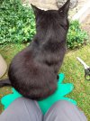 Sooty on kneeler.jpg