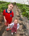 strawberry picking 2.jpg