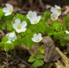 Sorrel_as-1024x1019.jpeg