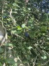 IMG_2693.jpeg