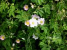 IMG_2238.jpeg