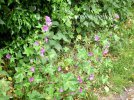 IMG_8205.jpeg