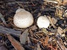 Mushrooms-1.jpg