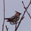 waxwing.jpg