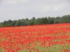 25th June 2013 Tuesday 006.jpg