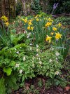 Garden-Daffs.jpg