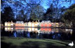 12-21-2011_018196205B021Cannon Hill Park Tulip Festivalx.jpg