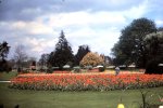 12-21-2011_017196205B020Cannon Hill Park Tulip Festivalx.jpg