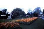 12-21-2011_016196205B018Cannon Hill Park Tulip Festivalx.jpg