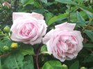 Roses Pale Pink.jpg