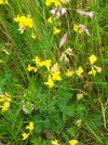 Bird's foot trefoil.jpg