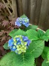 hydrangea.jpg