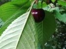 Cherry 1.jpg