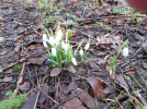 snowdrops 2.png