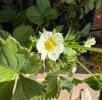 IMG_4338.jpeg