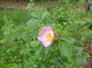 First rose.JPG