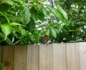 Robin on fence.JPG