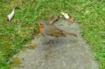 Robin.JPG