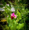 Purple-Pea.jpg