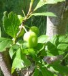 plums.JPG